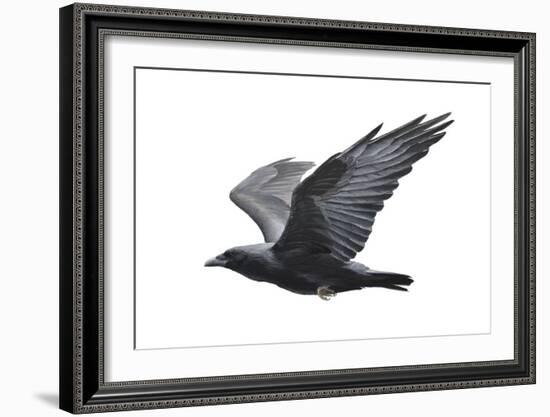 Raven-Todd Telander-Framed Art Print