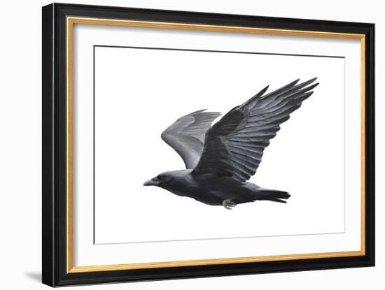 Raven-Todd Telander-Framed Art Print