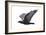 Raven-Todd Telander-Framed Art Print