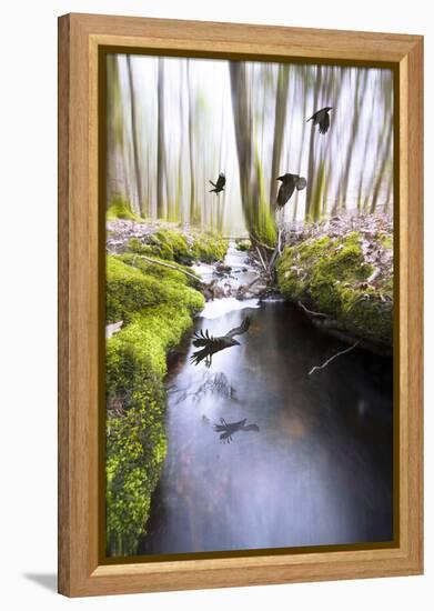 Raven-Viviane Fedieu Daniel-Framed Premier Image Canvas