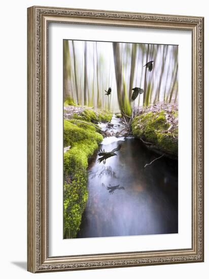 Raven-Viviane Fedieu Daniel-Framed Photographic Print