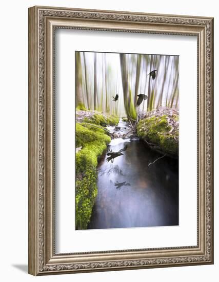 Raven-Viviane Fedieu Daniel-Framed Photographic Print