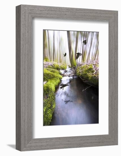 Raven-Viviane Fedieu Daniel-Framed Photographic Print