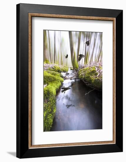 Raven-Viviane Fedieu Daniel-Framed Photographic Print