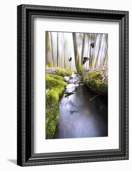 Raven-Viviane Fedieu Daniel-Framed Photographic Print