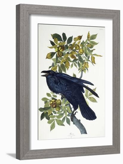 Raven-John James Audubon-Framed Giclee Print