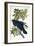 Raven-John James Audubon-Framed Giclee Print