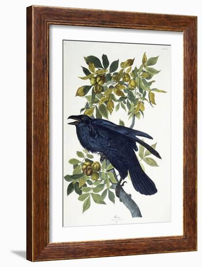 Raven-John James Audubon-Framed Giclee Print