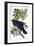 Raven-John James Audubon-Framed Giclee Print