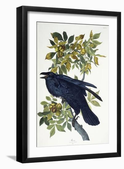 Raven-John James Audubon-Framed Giclee Print