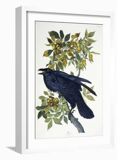 Raven-John James Audubon-Framed Giclee Print