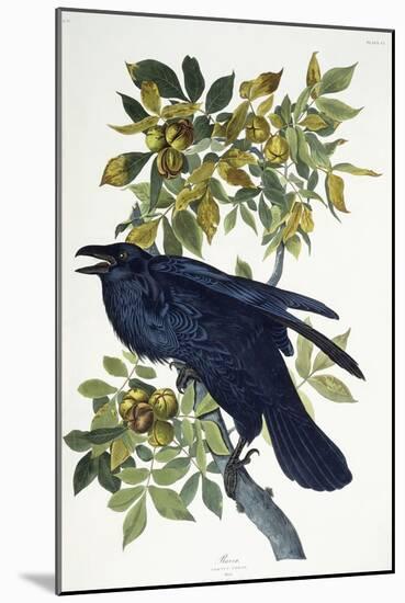 Raven-John James Audubon-Mounted Giclee Print