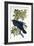 Raven-John James Audubon-Framed Giclee Print