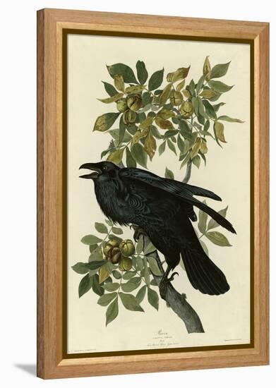 Raven-null-Framed Premier Image Canvas