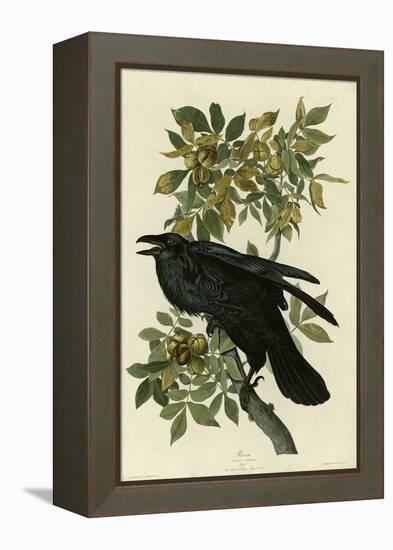 Raven-null-Framed Premier Image Canvas