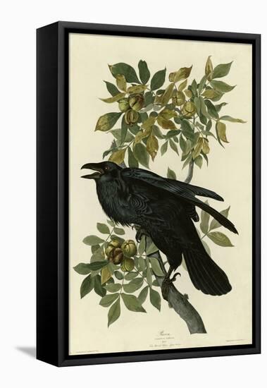 Raven-null-Framed Premier Image Canvas