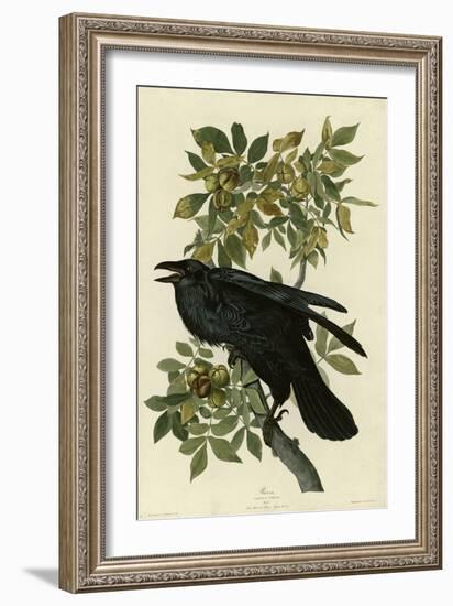 Raven-null-Framed Giclee Print