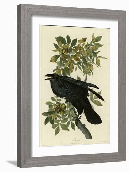 Raven-null-Framed Giclee Print