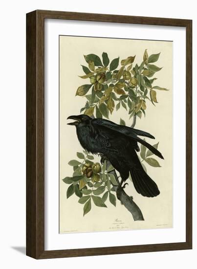 Raven-null-Framed Giclee Print