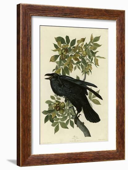 Raven-null-Framed Giclee Print