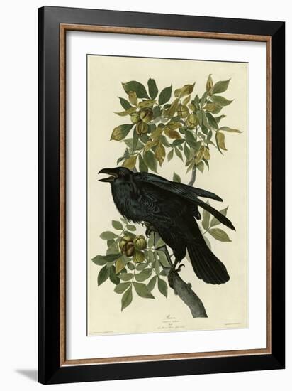 Raven-null-Framed Giclee Print