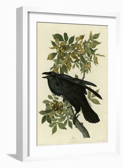 Raven-null-Framed Giclee Print