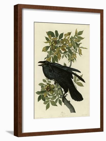 Raven-null-Framed Giclee Print