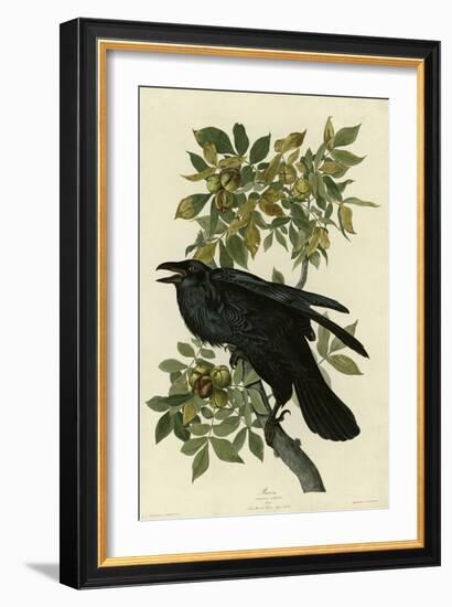 Raven-null-Framed Giclee Print