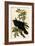 Raven-John James Audubon-Framed Art Print