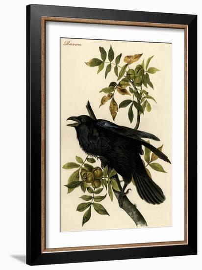 Raven-John James Audubon-Framed Art Print