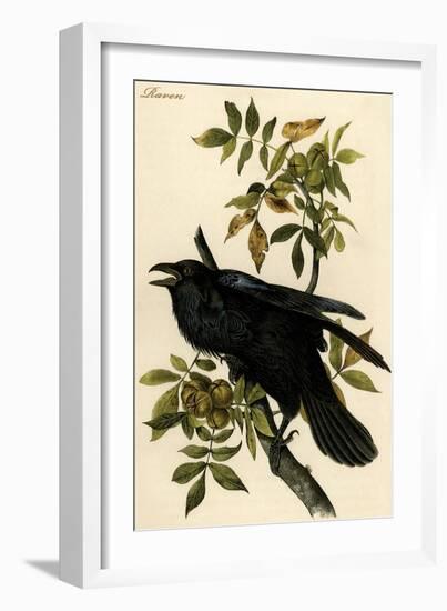 Raven-John James Audubon-Framed Art Print