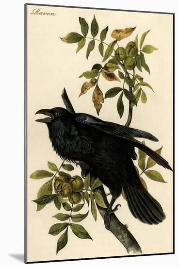 Raven-John James Audubon-Mounted Art Print