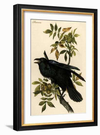 Raven-John James Audubon-Framed Art Print