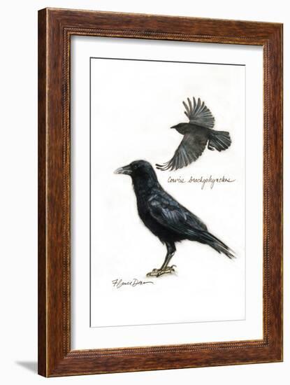 RAVEN-BRUCE DEAN-Framed Art Print