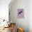 Raven-Harro Maass-Framed Premier Image Canvas displayed on a wall