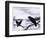 Ravens in Winter (Colour Litho)-Harry Bright-Framed Giclee Print