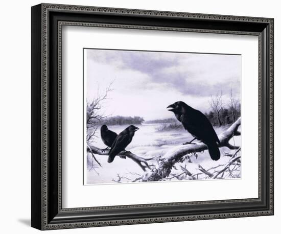 Ravens in Winter (Colour Litho)-Harry Bright-Framed Giclee Print