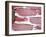 Raw Bacon-Tara Fisher-Framed Photographic Print