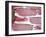 Raw Bacon-Tara Fisher-Framed Photographic Print