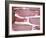 Raw Bacon-Tara Fisher-Framed Photographic Print