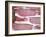 Raw Bacon-Tara Fisher-Framed Photographic Print