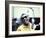 Ray Charles in the Recording Studio-null-Framed Photo