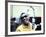 Ray Charles in the Recording Studio-null-Framed Photo