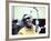 Ray Charles in the Recording Studio-null-Framed Photo