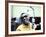 Ray Charles in the Recording Studio-null-Framed Photo