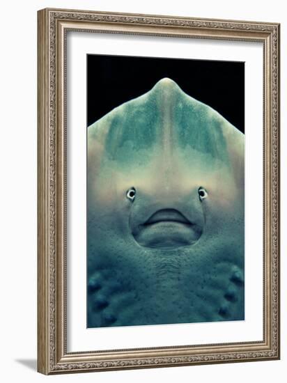 Ray Face-Lantern Press-Framed Art Print