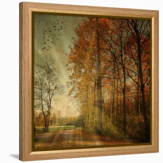 Ray Fall-Philippe Sainte-Laudy-Framed Stretched Canvas