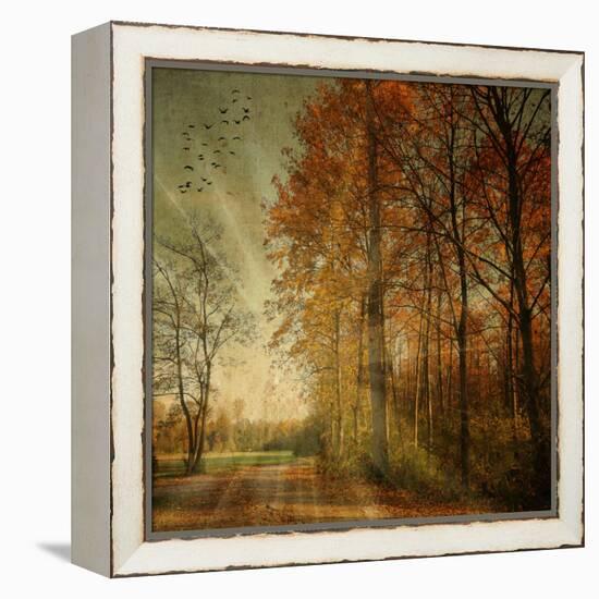 Ray Fall-Philippe Sainte-Laudy-Framed Stretched Canvas