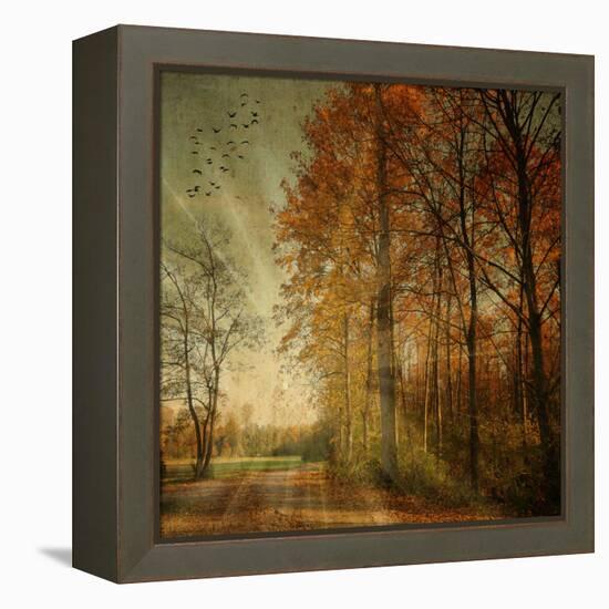 Ray Fall-Philippe Sainte-Laudy-Framed Stretched Canvas