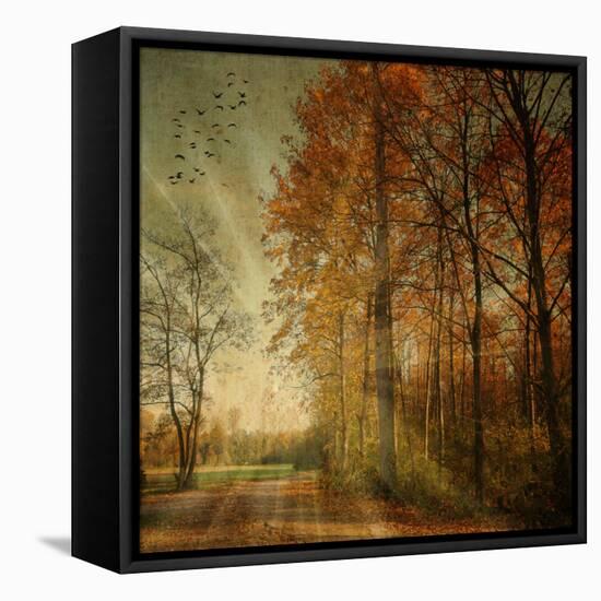 Ray Fall-Philippe Sainte-Laudy-Framed Stretched Canvas